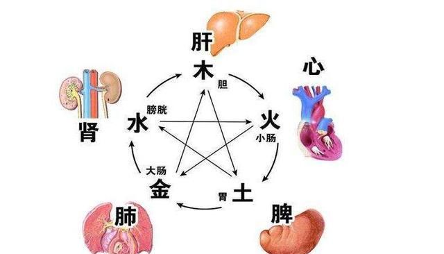 中医学的基本特点包括什么(什么和什么是中医学最基本的特点)图2