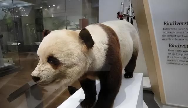 大熊猫首次出国，作为一条“狗”混过海关，两年后客死美国芝加哥