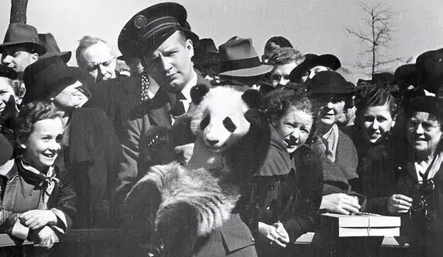 大熊猫首次出国，作为一条“狗”混过海关，两年后客死美国芝加哥