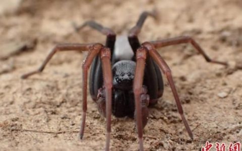 中国最常见的蜘蛛高脚蛛,狼蛛8个世界上最吓人的蜘蛛