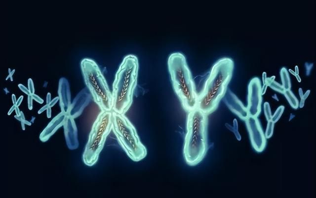 世界上有XXY染色体的人，也有XYY的人，为何却没有YY染色体的人？