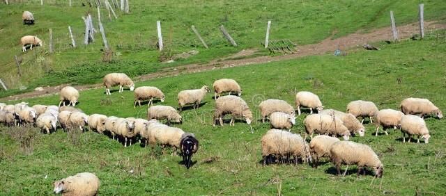 农村养羊前景如何,养羊前景调查报告图2