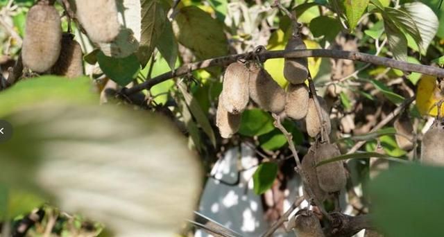 江山竟有这样的猕猴桃，它在树上就可以吃！