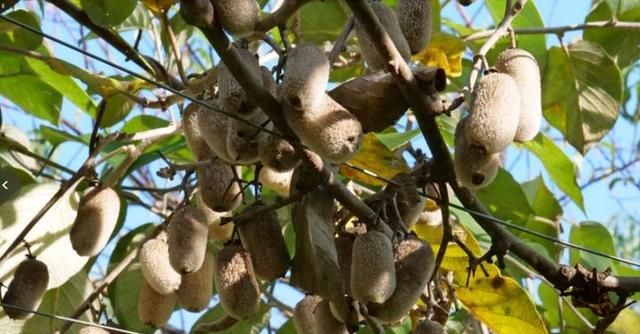 江山竟有这样的猕猴桃，它在树上就可以吃！